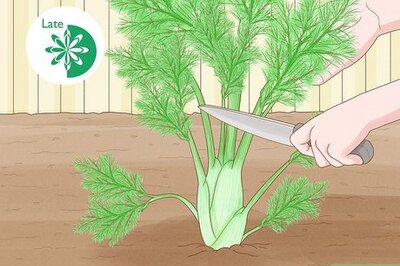 How (and When) to Harvest and Preserve Fennel: A Step-By-Step Guide