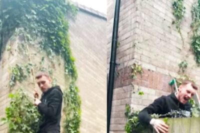 Watch: Man's Attempt To Climb Gate With Creeper Goes Hilariously Wrong