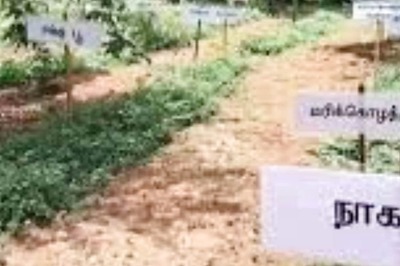 Puducherry Government School Turned Into A Herbal Garden
