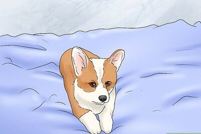 How to House Train Corgi Puppies