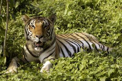 NTCA Red Flags MP Govt's Move to Increase Tourism Activities Inside Tiger Reserves