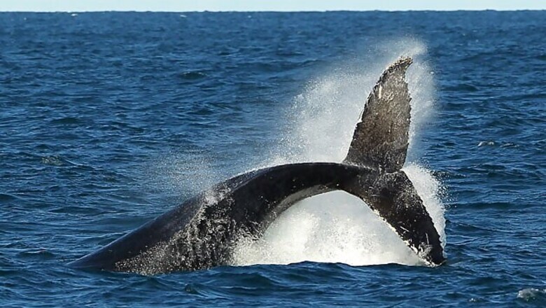Beaked whale, world's rarest, spotted in Pacific Ocean