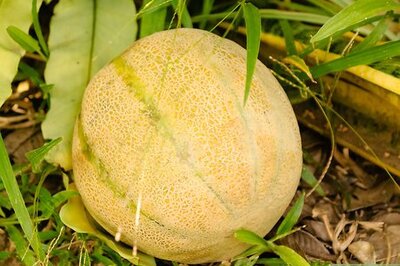 How to Ripen a Cantaloupe