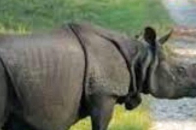 Tapeworms The Reason Behind Rhino Calf's Death In Bengal? What We Know