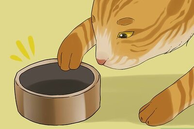 How to Treat Vomiting Accompanied by Diarrhea in a Cat