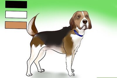 How to Identify a Beagle