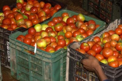 Bengaluru: Couple Hijacks Truck Carrying 2.5 Tonnes of Tomatoes By Faking Accident; Arrested