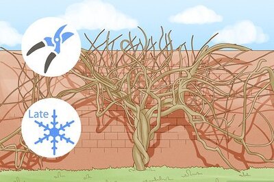 How to Prune Wisteria