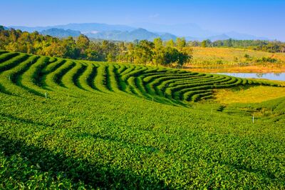 10 destinations that can help you explore Assam