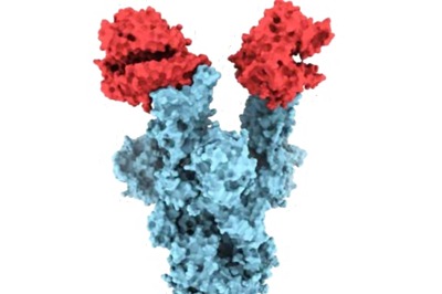 Covid-19 Double Mutant Can Escape Antibodies, But Vaccine Can Protect Majority: Study