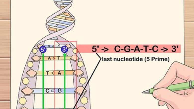 How to Find the Reverse Complement of a DNA Sequence
