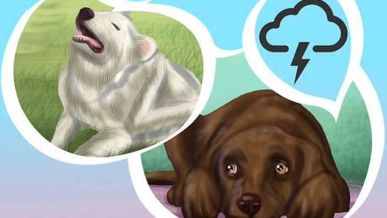 How to Buy Acepromazine for Dogs