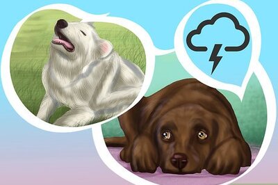 How to Buy Acepromazine for Dogs