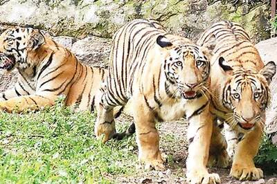 SC refuses to lift ban on tiger tourism