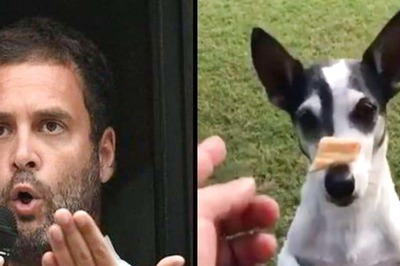 Homeward Bound: The Tale of Pidi's Dogged Loyalty to RaGa