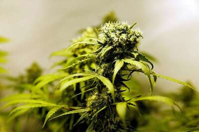 Joint Session: Marijuana Found Growing at Japan MPs' Building