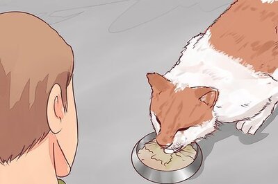 How to Know when to Euthanize Your Cat