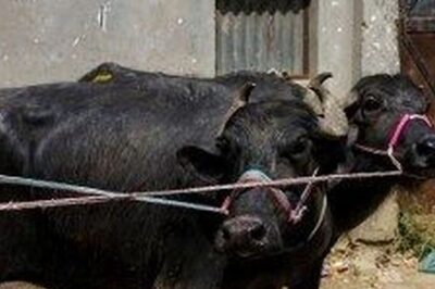 HC Asks Centre to Respond to Plea for Ban on Slaughter of Old Bulls, Buffaloes