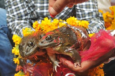 BJP Minister Gets 2 Frogs Married to Make it Rain in MP, Draws Oppn Flak