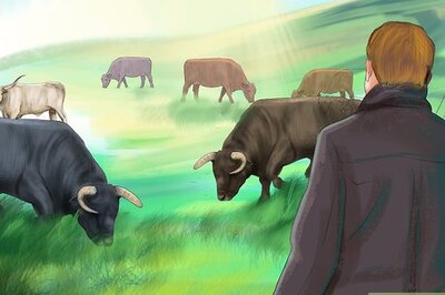 How to Handle Bulls Safely and Responsibly
