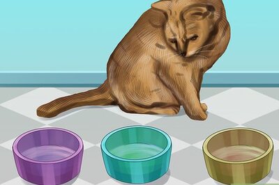 How to Feed Different Diets to Multiple Cats