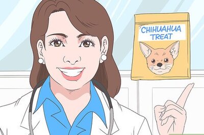 How to Train Chihuahuas