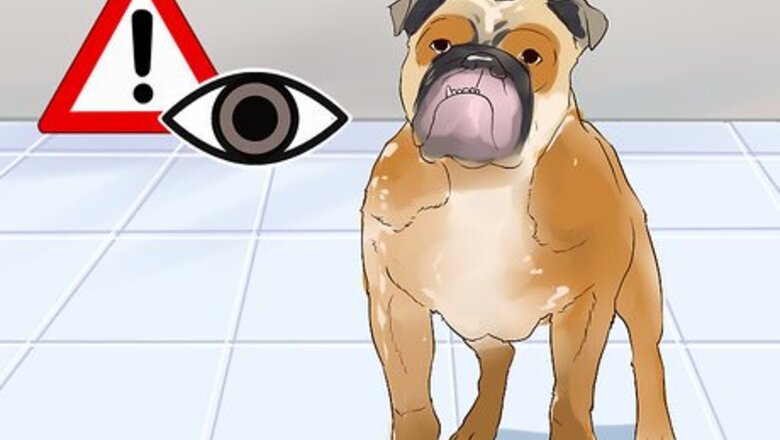 How to Cope With Canine Epilepsy