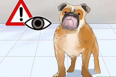 How to Cope With Canine Epilepsy