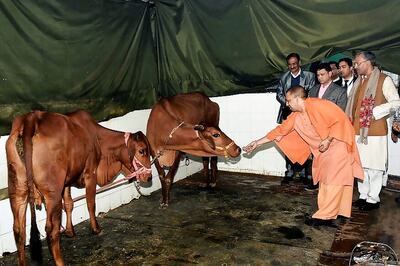 Yogi Government to Give Rs 30 Per Day to Individuals in Bundelkhand to Take Care of Stray Cows