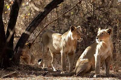 Oppn slams BJP for delay in shifting Asiatic lions from Gujarat to Kuno Palpur sanctuary