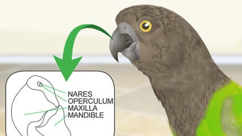 How to Spot Beak Problems in a Senegal Parrot