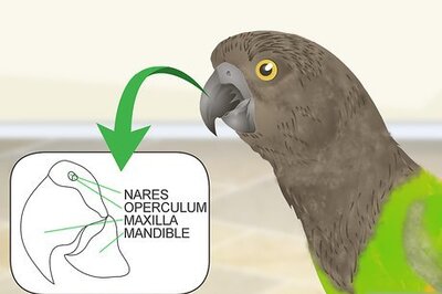 How to Spot Beak Problems in a Senegal Parrot