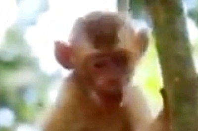 Baby Monkey Dozing Off on Tree is All of Us on a Winter Afternoon