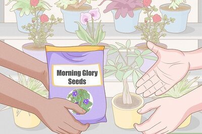 How to Grow Morning Glories