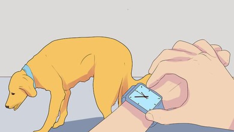 How to Diagnose Coughing in Dogs
