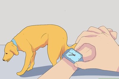 How to Diagnose Coughing in Dogs