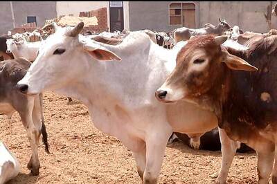Five Including 3 Chinese Nationals Arrested for Carrying Beef in Nagpur