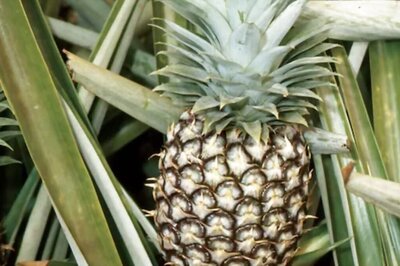 Improved Immunity To Digestion, Health Benefits Of Eating Pineapple