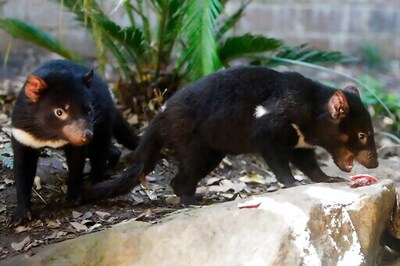 Feisty Tasmanian Devils Roaming Australian Mainland Again