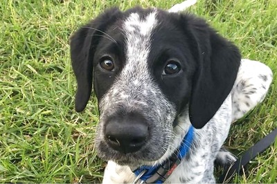 New Zealand Police Shoot Dog Delaying Flights at Auckland
