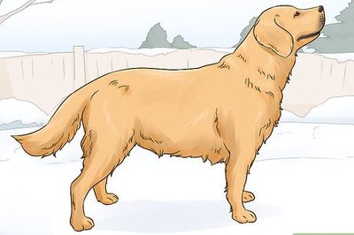How to Identify a Golden Retriever