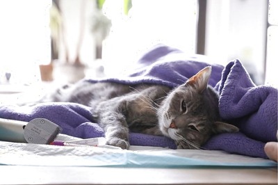 Pet Cat Tests Positive for Coronavirus in Hong Kong, But No Evidence Animals Can Transmit the Disease