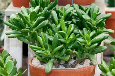 Want To Attract Prosperity In 2024? Here's a List of Plants To Bring Home