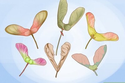 How to Germinate Maple Tree Seeds