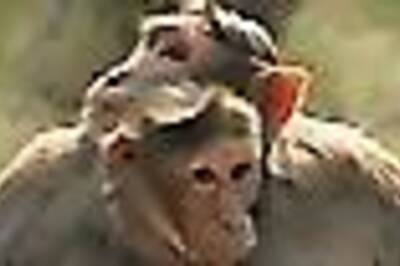 UP couple leaves property worth crores of rupees for their pet monkey