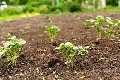 4 Lesser-Known Facts About Agriculture and People Indulged in the Profession