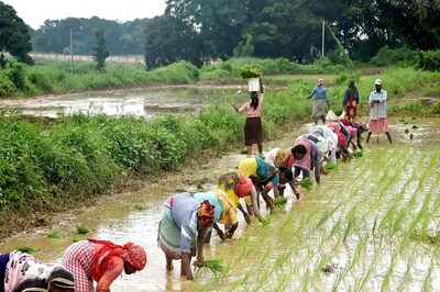 Govt Raises Paddy MSP By Rs 117 To Rs 2,300 Per Quintal For 2024-25