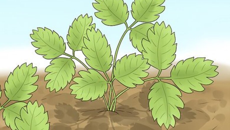 How to Prune Strawberries
