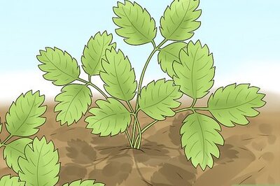 How to Prune Strawberries