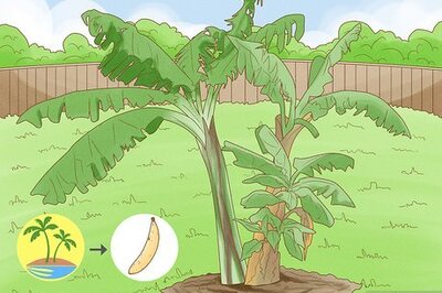 How to Grow Delicious and Nutritious Plantains